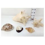 Tiger Cowrie & Conch Shells