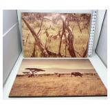 (2) Sepia Toned African Savanna Pictures