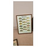 Bass and other sunfish print approx 25 x 19
