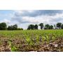 Columbus, WI 38 acre Vacant Land For Sale