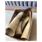 5/Oxen/bull horns, longest is 12"