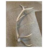 6 pt elk antlers, 41"L, no shipping