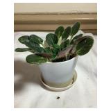 Baby African violet, 4" pot