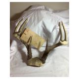 8 pt white tail deer antler rack, 16"W