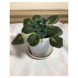 Baby African violet, 4" pot