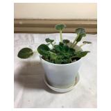 Baby African violet, 4" pot