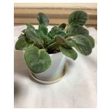 Baby African violet, 4" pot