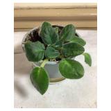 Baby African violet, 4" pot