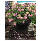 Potted rose lantana - 12' plastic pot