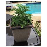Potted citronella plant - 12' plastic pots
