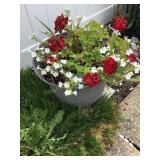 Potted geranium mix flowers w/plastic 16' pot