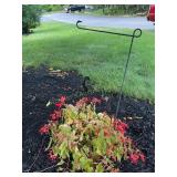Hanging basket plastic w/ Begonia-7' tall pot &