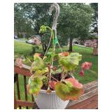 Hanging planter w/ geraniums pot is 7 1/2'h
