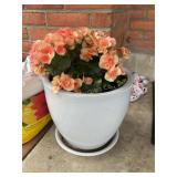 Ceramic flower pot w/ Begonia 11'h (no shipping)