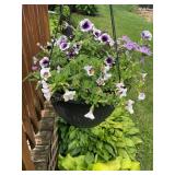 Hanging basket w/ petunia's, etc.