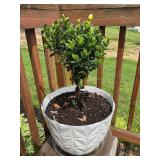 Gardenia plant in plastic pot - 11' x 14.5' dia