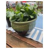 Ceramic planter 10.5' tall x 15' dia w/Gerber