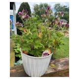 Geranium plant I 7.5' plastic pot (no shipping)