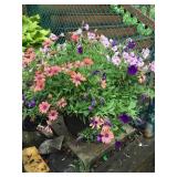 Potted petunia & African Daisy 14'plastic pot