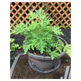 Potted citronella plant - 7' plastic pot