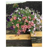 Potted, petunias & African daisy - 14' plastic pot