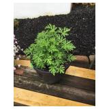 Potted citronella plant w/12' plastic pot