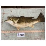 TAXIDERMY 5 lb LARGE MOUTH BASS