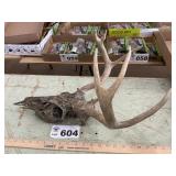 CAMO PAINTED 8 POINT DEER SKULL