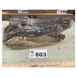 CROCODILE HEAD