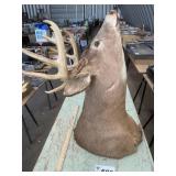 TAXIDERMY 12 pt DEER HEAD