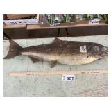 TAXIDERMY CHINOOK SALMON 19 lb