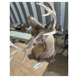 MOUNTED 11 pt DEER HEAD