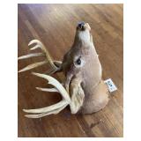 13 pt DEER MOUNT