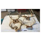 DEER ANTLERS