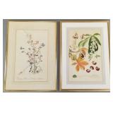2 A B McPeake signed botanical, etc. watercolors-