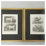 2 framed antique animal prints: Wild ox of