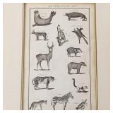 18th century English Quadrupeds- plate 74 (minor