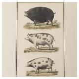 Antique colored swine print- 18 3/4"H 14"W framed