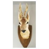 Mounted European roe deer head- 21"H total