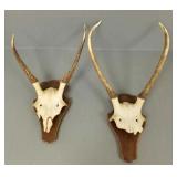2 mounted European deer antlers- 21"H tallest