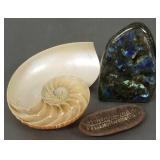 4 3/4" polished labradorite specimen, fossil &