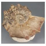Large fossil ammonite- 7' x 8'