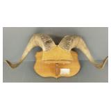 Full curl mounted bighorn sheep horns- 25'