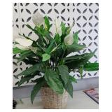 PEACE LILY ARTIFICIAL PLANT