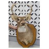 6 POINT DEER MOUNT