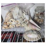SHELL COLLECTION