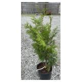 GREEN GIANT ARBORVITAE TREE