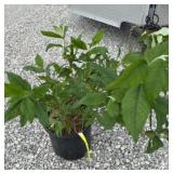 PINK DELIGHT BUTTERFLY BUSH