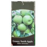 GRANNY SMITH APPLE TREE