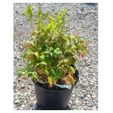 FIREPOWER NANDINA SHRUB